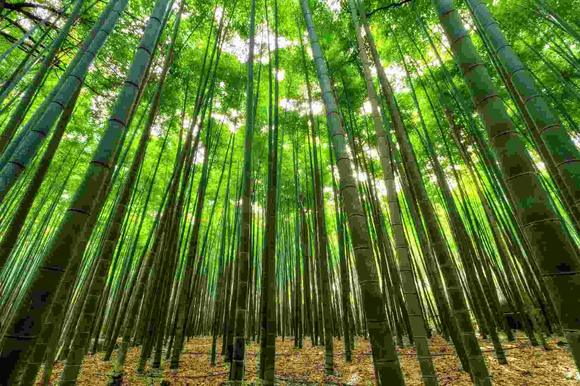 Bambus-Wald